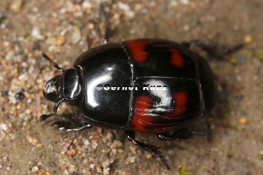Hister quadrimaculatus  Vierfleck-Gaukler cf  1 2