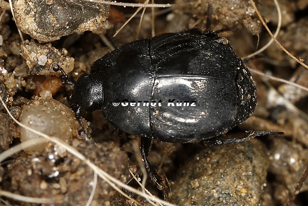 Saprinus semistriatus  Gemeiner Stutzk  fer 8 2