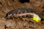 Lampyridae (Leuchtkäfer, Glühwürmchen)
