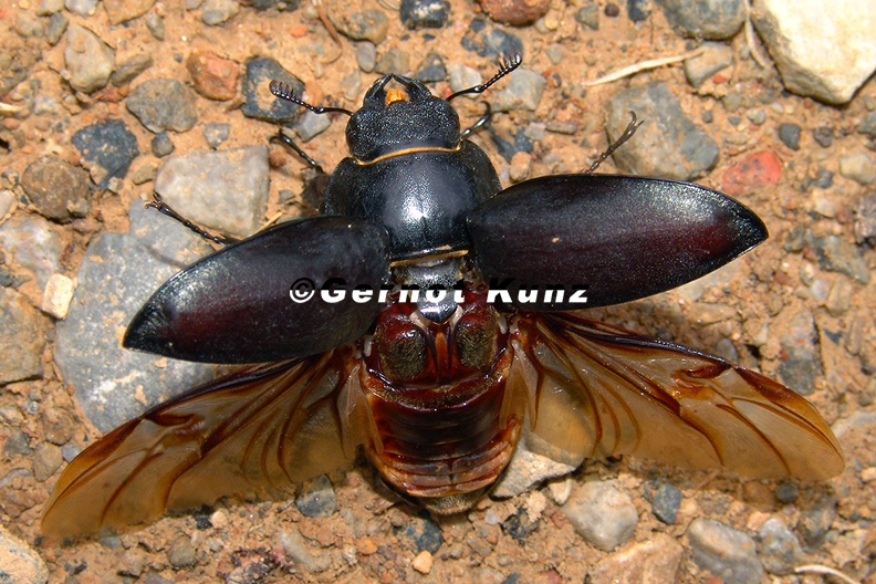 Lucanus_cervus__Hirschk__fer_W_003.jpg