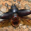 Lucanus cervus  Hirschk  fer W 003