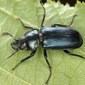 Platycerus sp   Rehschr  ter 1 2