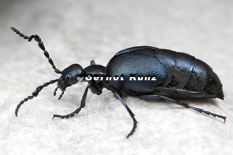 Meloe_violaceus__Violetter___lk__fer_M1_2.jpg