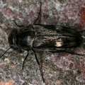 Mordellidae  Stachelk  fer 1 2v