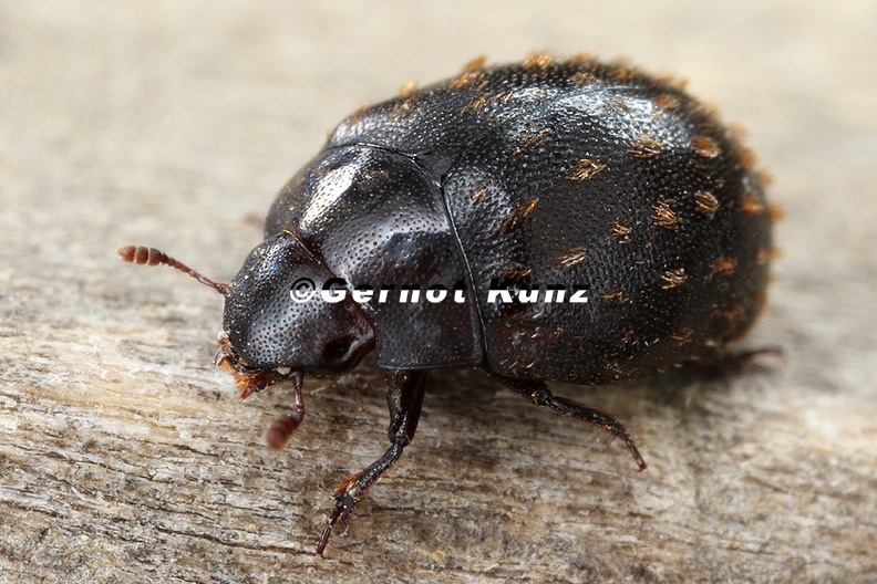 Nosodendron_fasciculare__Schwarzer_Saftk__fer_1_2.jpg