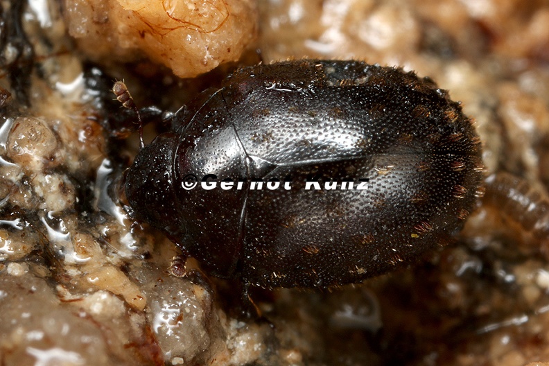 Nosodendron_fasciculare__Schwarzer_Saftk__fer_9_2.jpg