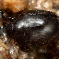 Nosodendron fasciculare  Schwarzer Saftk  fer 9 2