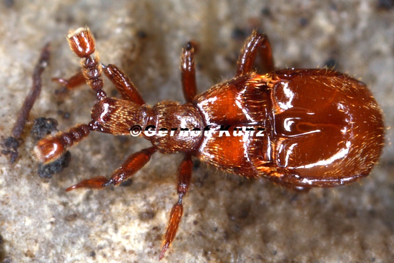 Claviger_testaceus__Rotbrauner_Keulenk__fer_1_3.jpg