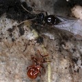 Claviger testaceus  Rotbrauner Keulenk  fer   amp  Lasius flavus  Gelbe Wiesenameise M1 2