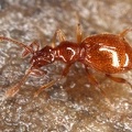 Pselaphidae indet  6 2