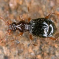 Pselaphidae indet  8 2