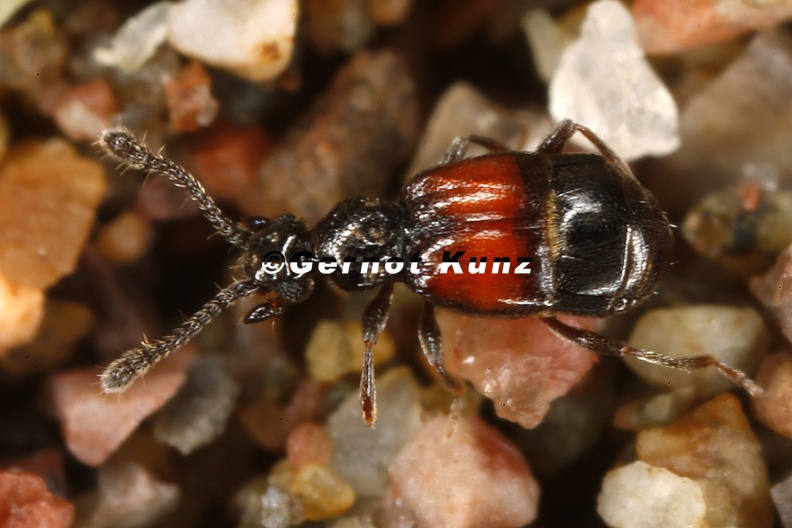 Pselaphidae_indet__9_2.jpg