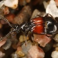 Pselaphidae indet  9 2