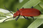 Pyrochroidae (Feuerkäfer)