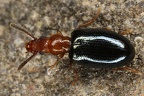 Salpingidae (Scheinrüssler)