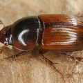 Aphodidae indet  4 2