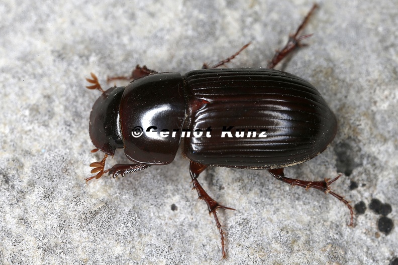 Aphodidae_indet__8_2.jpg