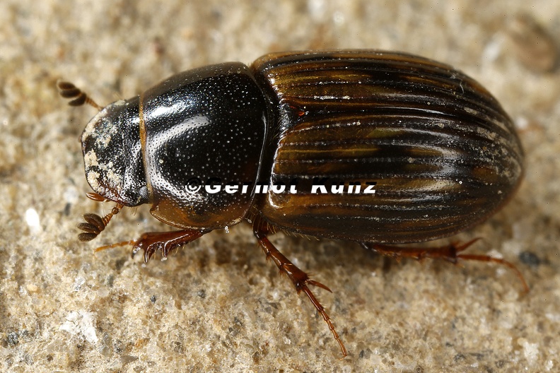 Aphodidae_indet__9_2.jpg