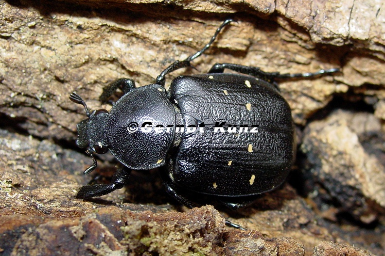 Gnorimus_viriabilis__Gr__ner_Edelscharrk__fer_6.JPG