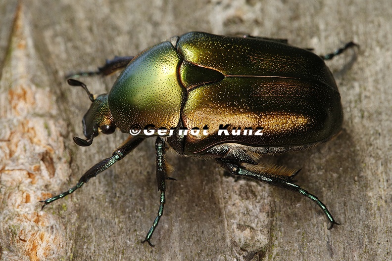 Protaetia_aeruginosa__Gro__er_Goldk__fer_9_2v.jpg
