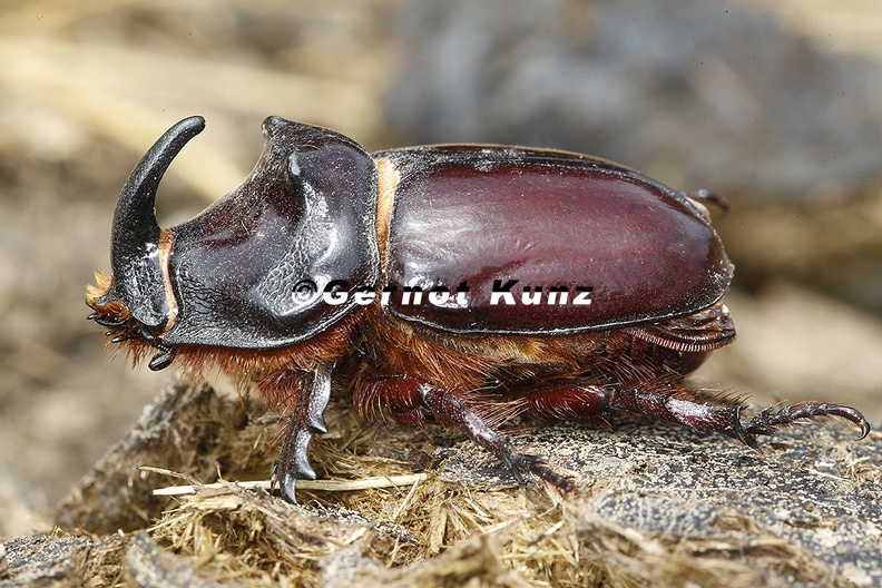 Oryctes nasicornis  Nashornk  fer M1 2