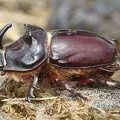 Oryctes nasicornis  Nashornk  fer M1 2