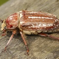 Anoxia orientalis 1 2
