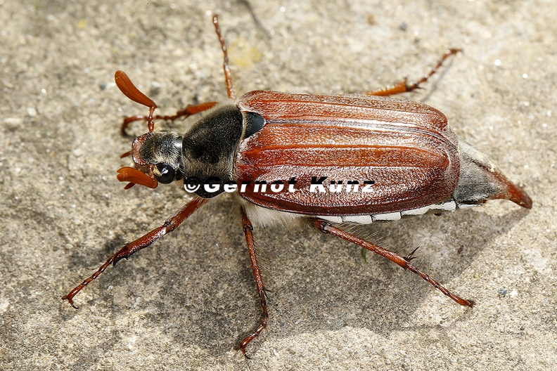 Melolontha_melolontha__Feldmaik__fer_M1_2.jpg