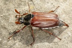 Scarabaeidae (Blatthornkäfer)