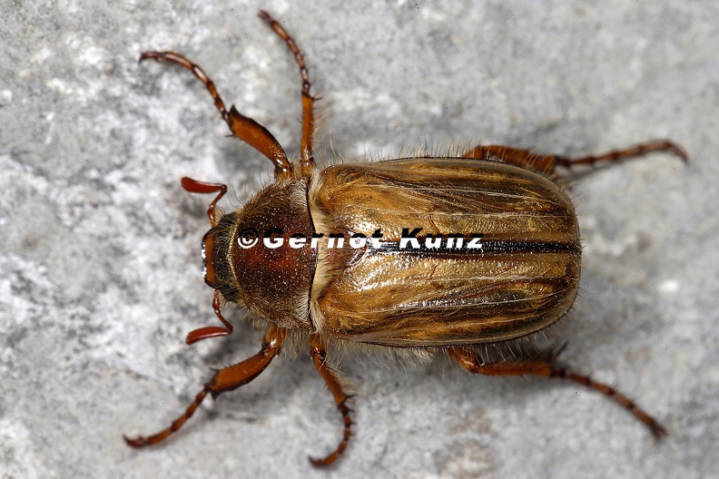 Melolonthinae indet 1 2 - Rutelidae_indet__1_2.jpg Rutelidae_indet__1_2.jpg