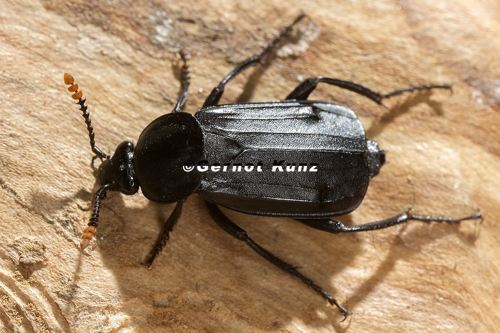 Necrodes littoralis  Ufer-Totengr  ber 1 2