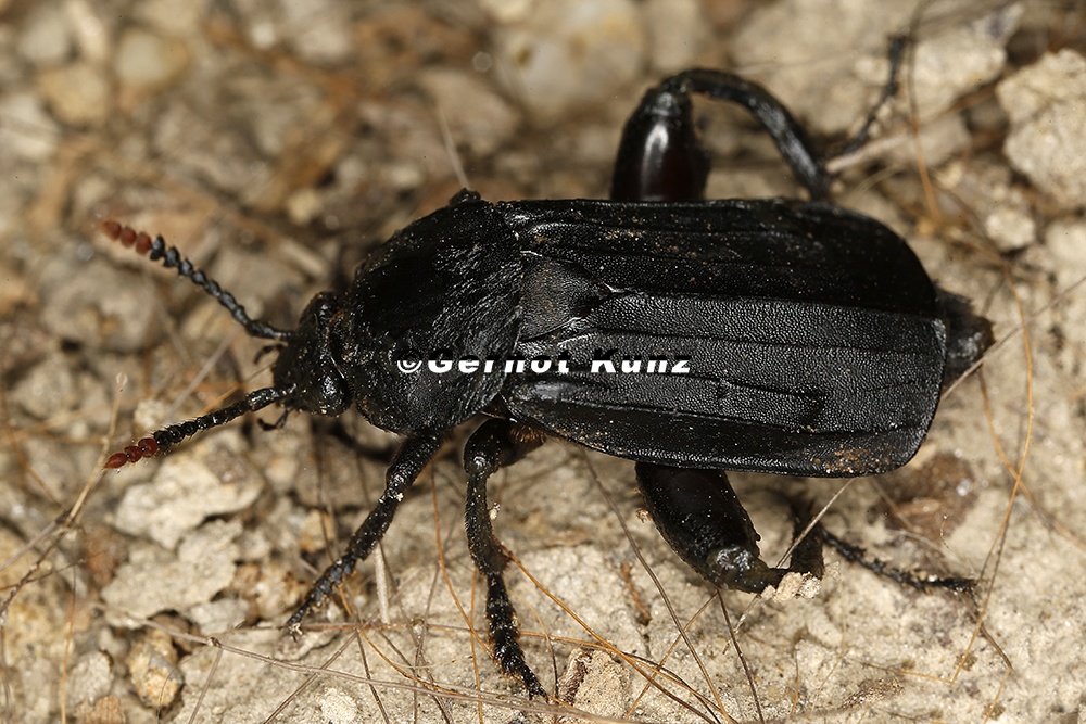 Necrodes littoralis  Ufer-Totengr  ber M1 2