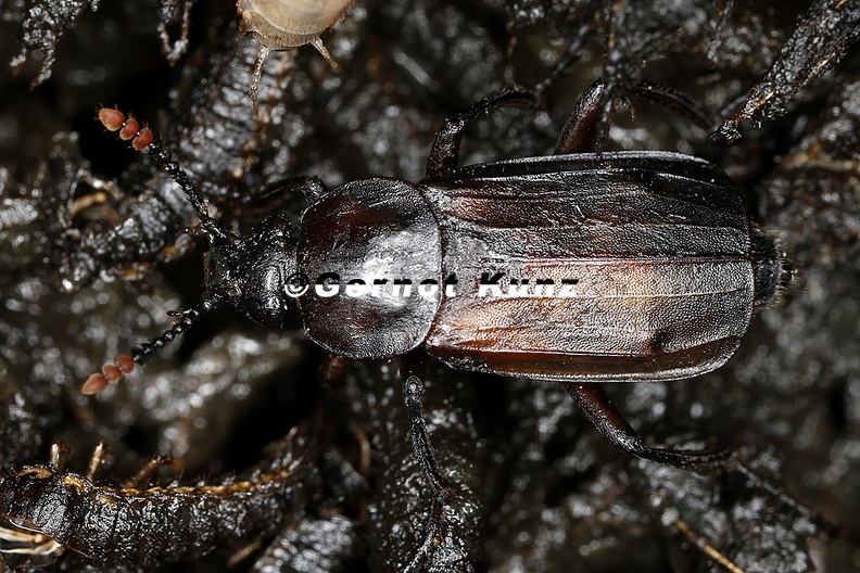 Necrodes littoralis  Ufer-Totengr  ber W3 2