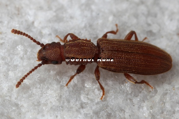 Oryzaephilus surinamensis  Getreideplattk  fer 2 2 001
