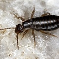 Chelidurella acanthopygia  Wald-Ohrwurm 1 2