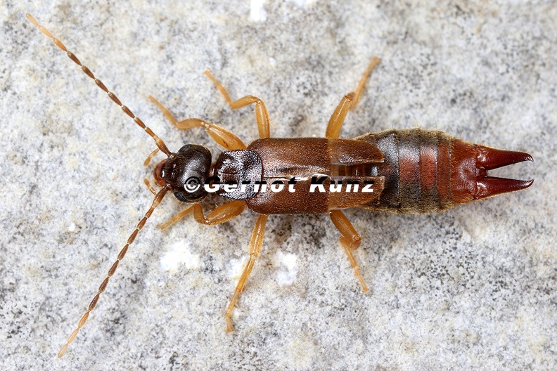 Labia_minor__Zwerg-Ohrwurm_W1_2.jpg