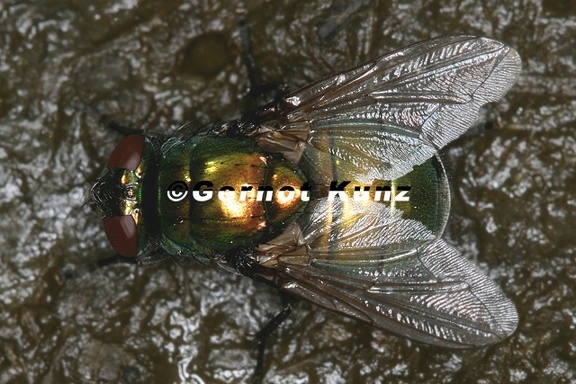Calliphoridae  Schmei  fliege 1 2