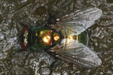 Calliphoridae  Schmei  fliege 1 2