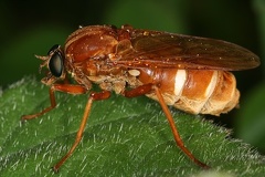 Coenomyia ferruginea