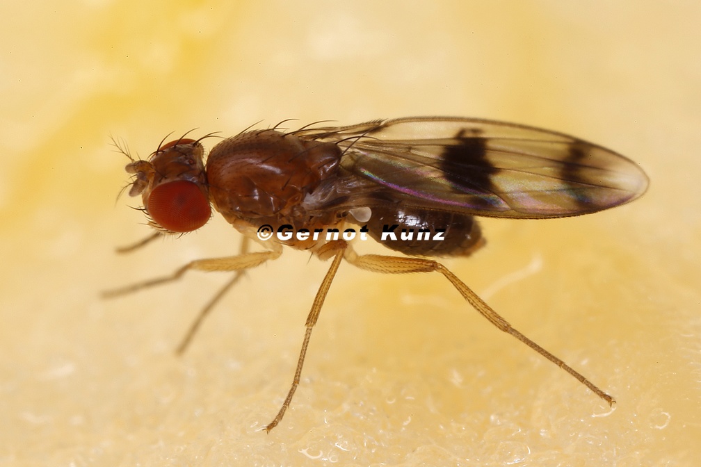 Chymomyza amoena 1 2