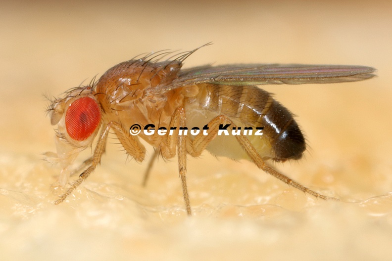 Drosophila_melanogaster_M4_2.jpg