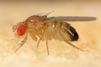 Drosophila melanogaster M4 2