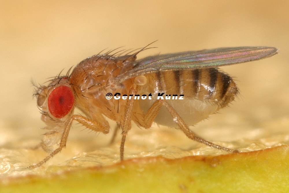 Drosophila melanogaster W1 2