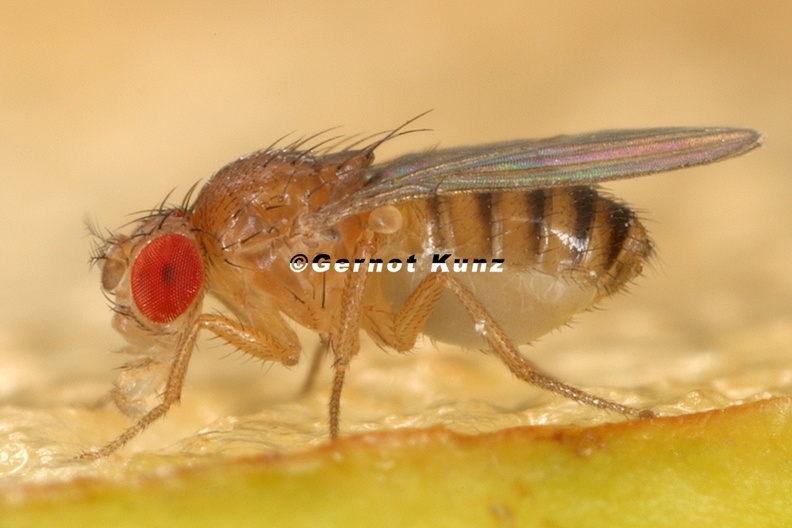 Drosophila_melanogaster_W1_2.jpg