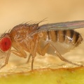 Drosophila melanogaster W1 2