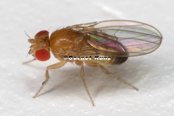 Drosophila melanogaster W4 2