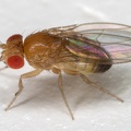 Drosophila melanogaster W4 2