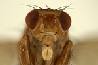 Heleomyzidae