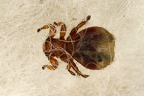 Melophagus ovinus  Schaflausfliege 2 2v