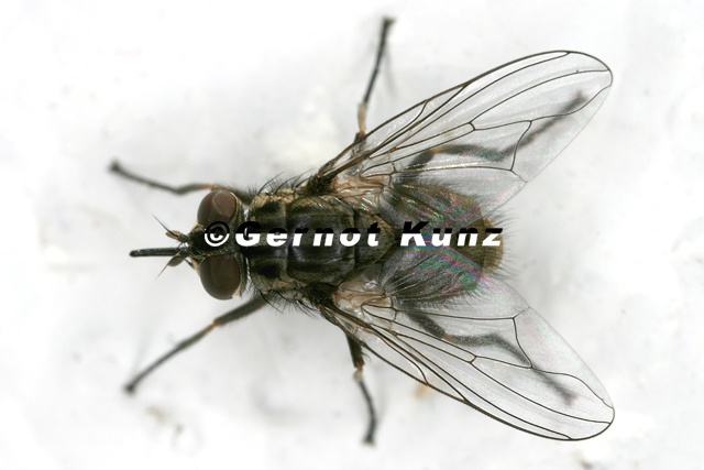 Muscidae   Echte Fliegen  Stomoxys calcitrans  Wadenstecher 1 2